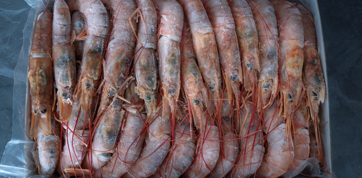 Seafood Shipping 2
