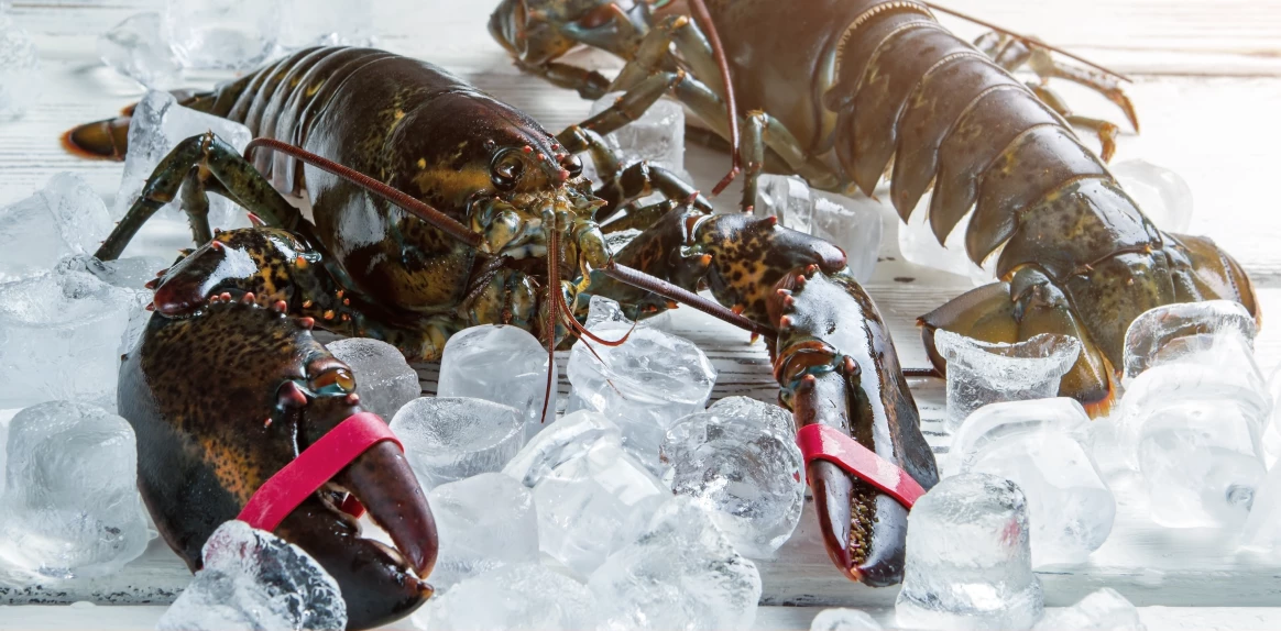 Seafood Shipping 4